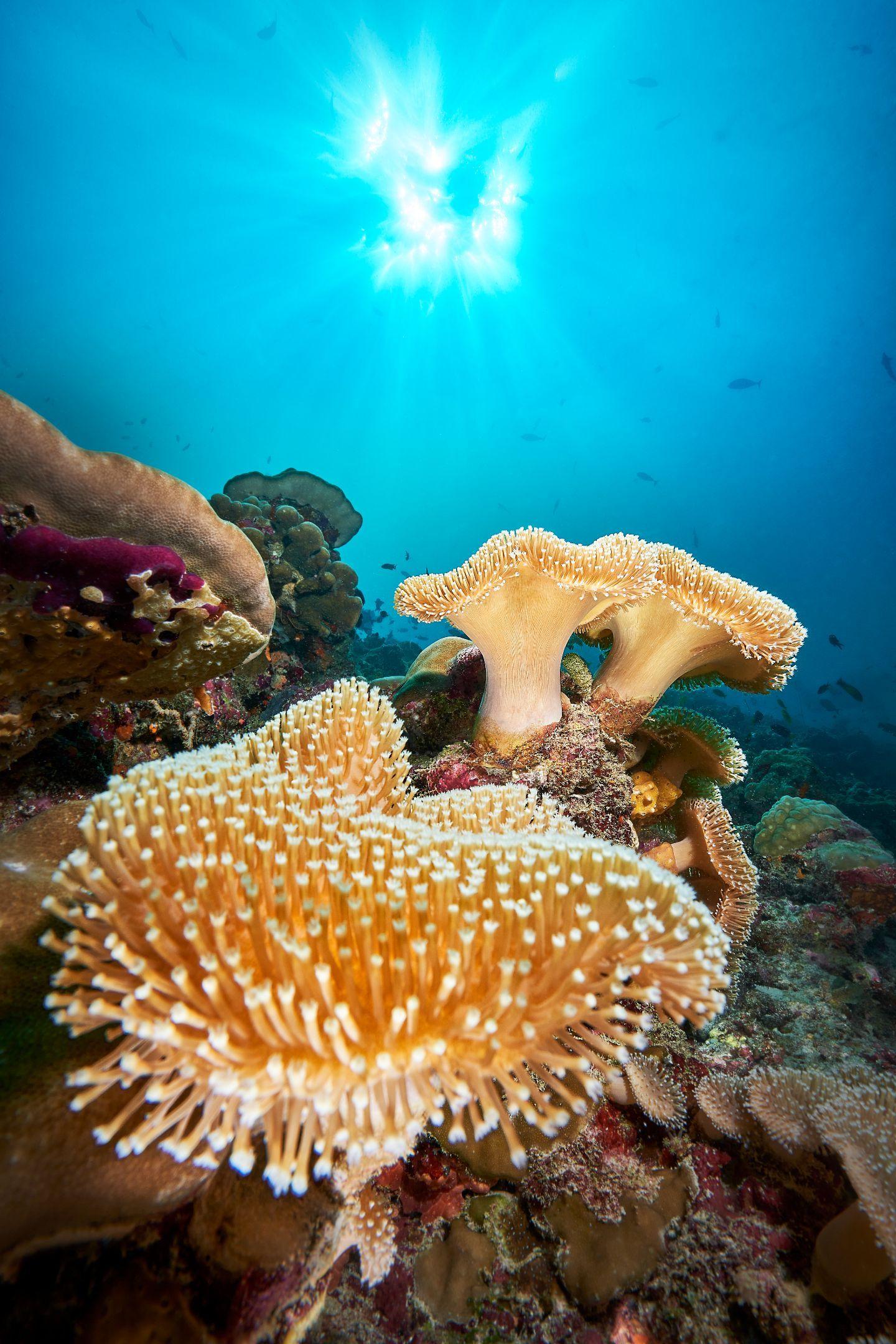 Scuba Diving