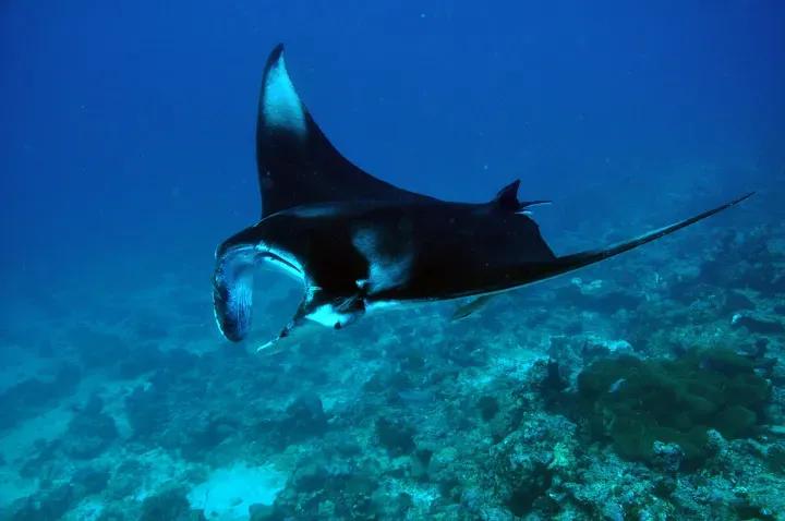 Manta Rays 