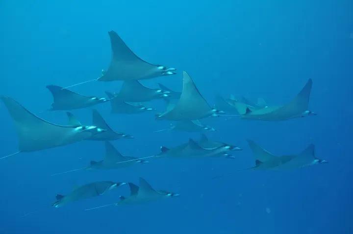 Scuba Diving