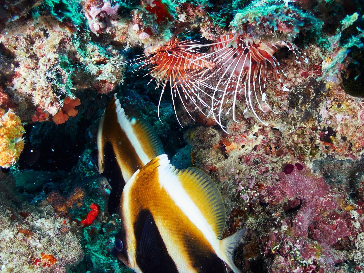 Scuba Diving