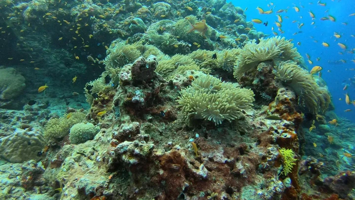 Scuba Diving
