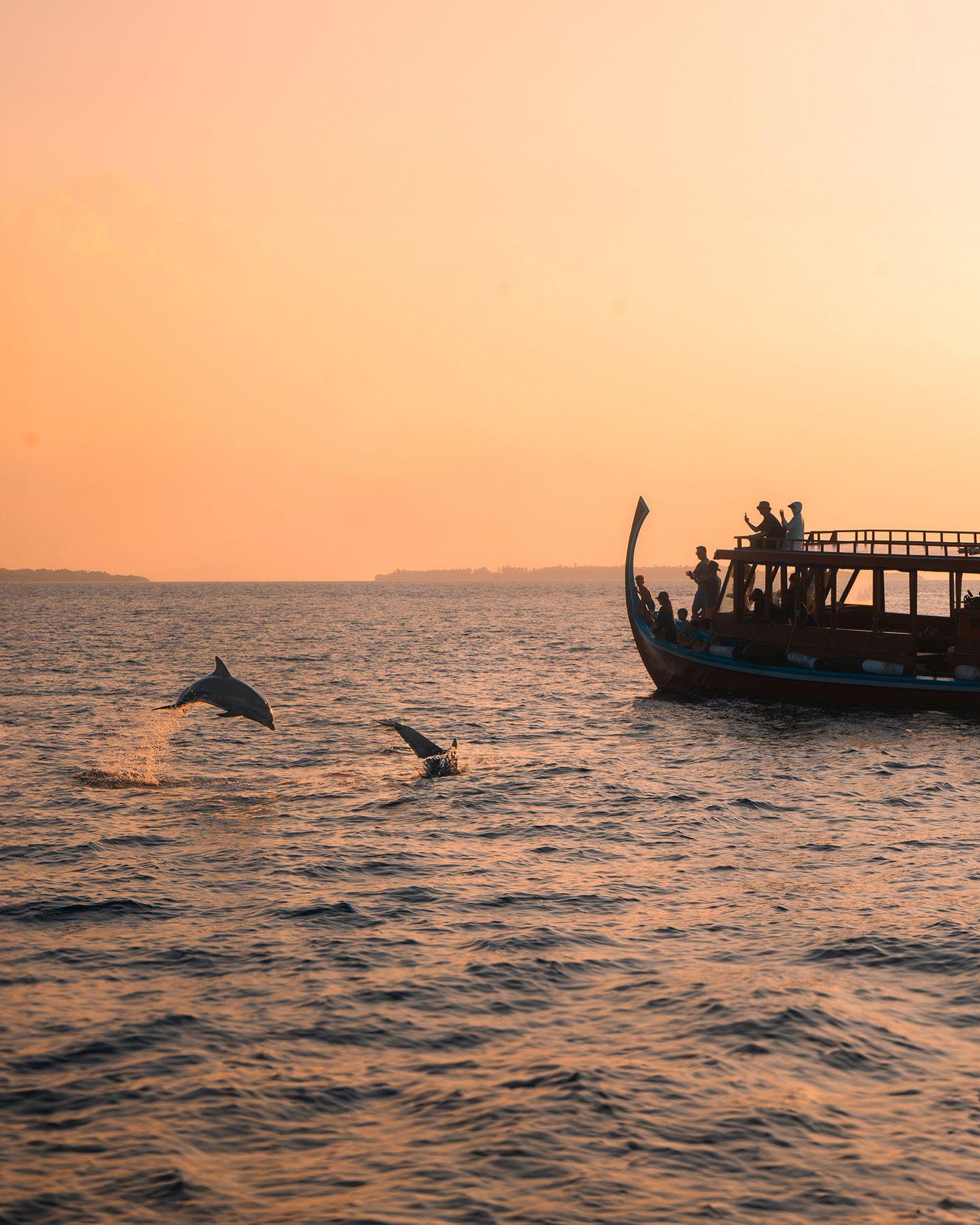 Dolphin Cruise