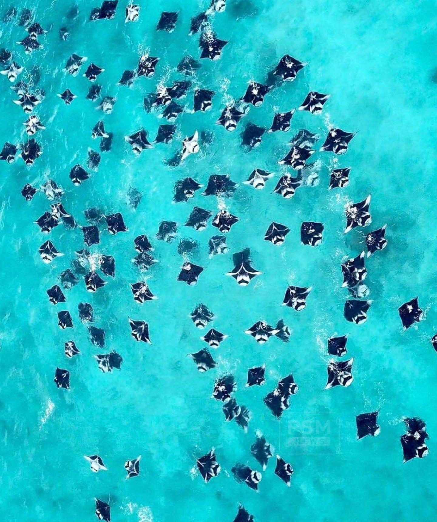 Hanifaru Bay