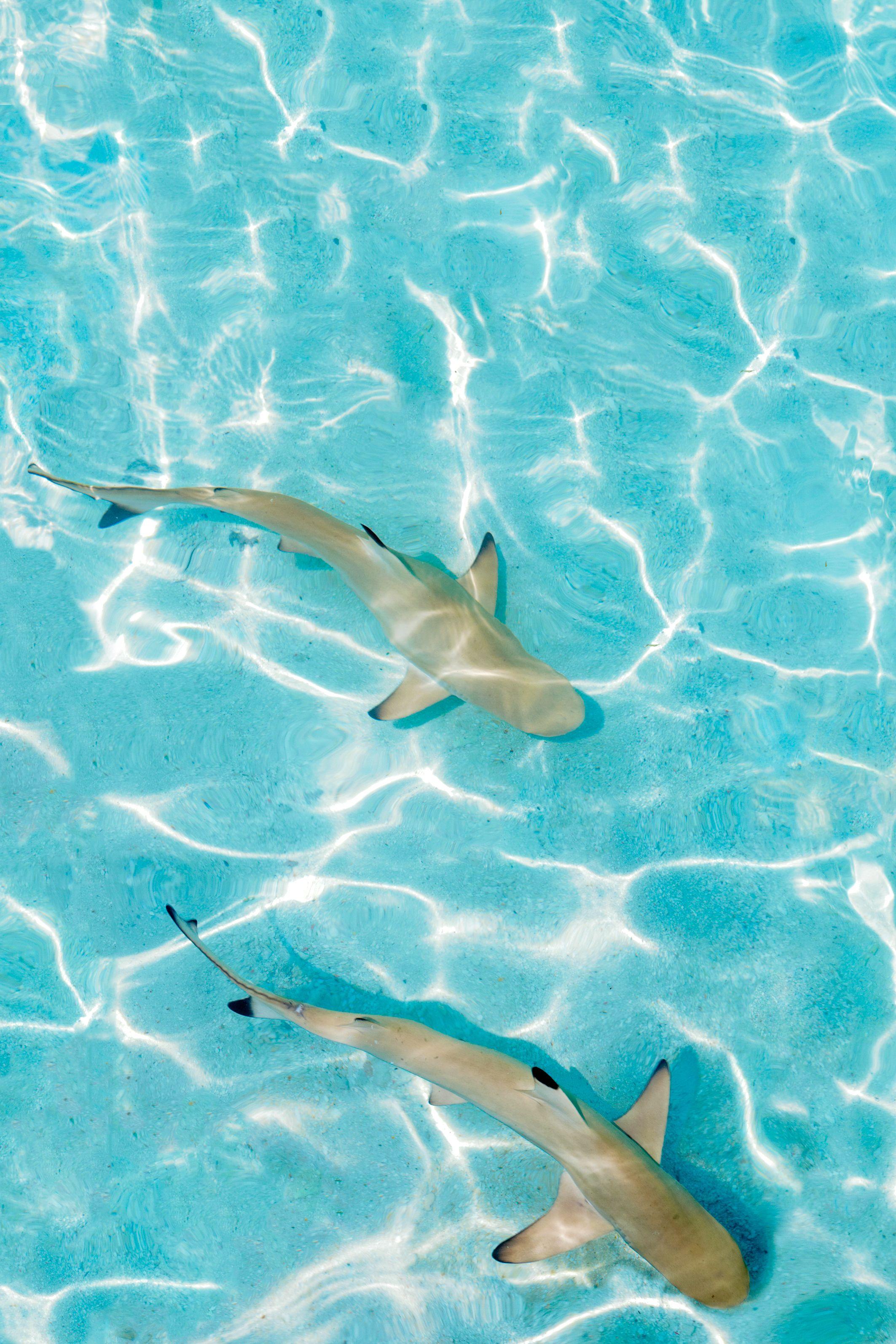 Sharks