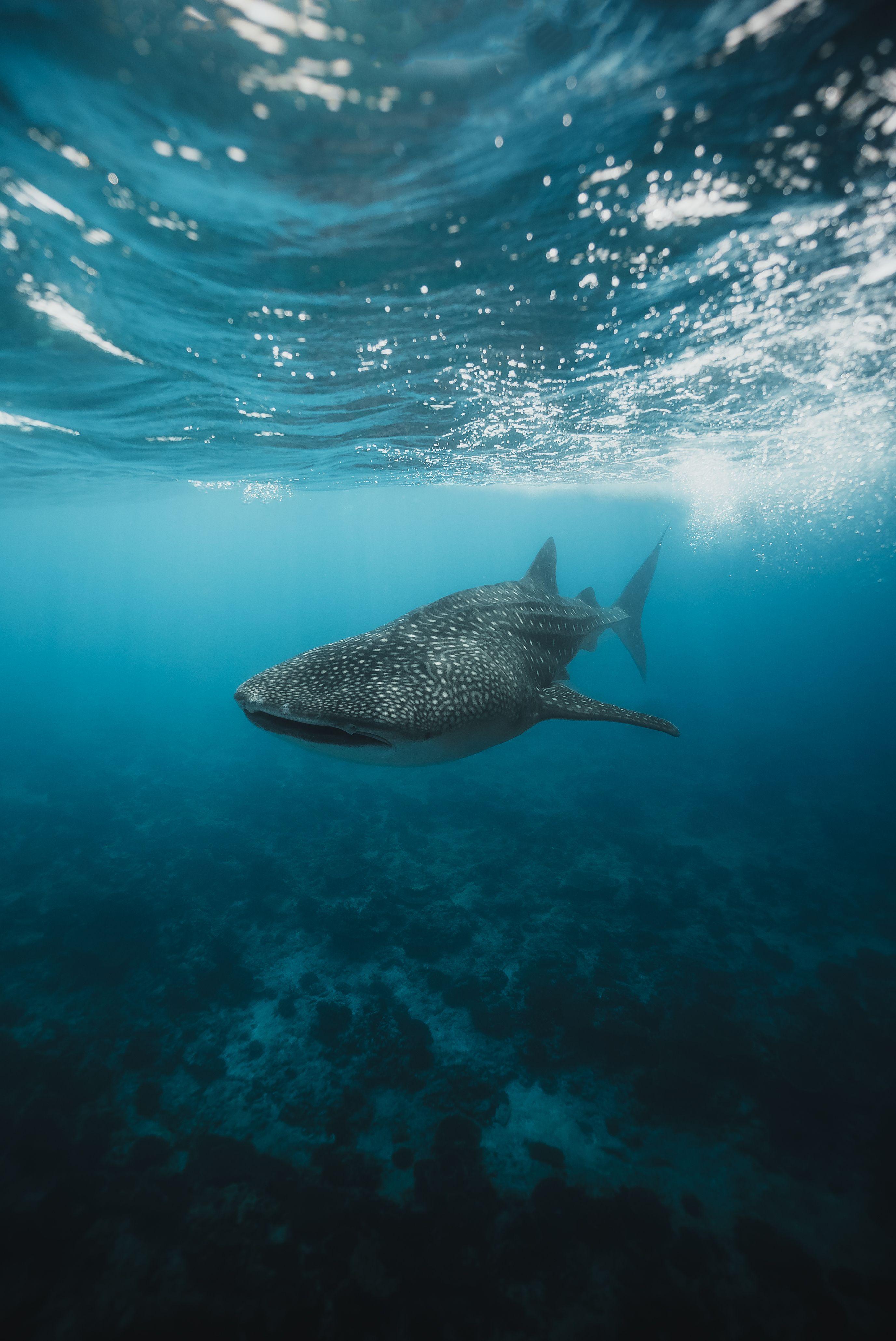 Whale Sharks
