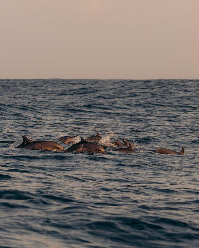 Dolphin Safari