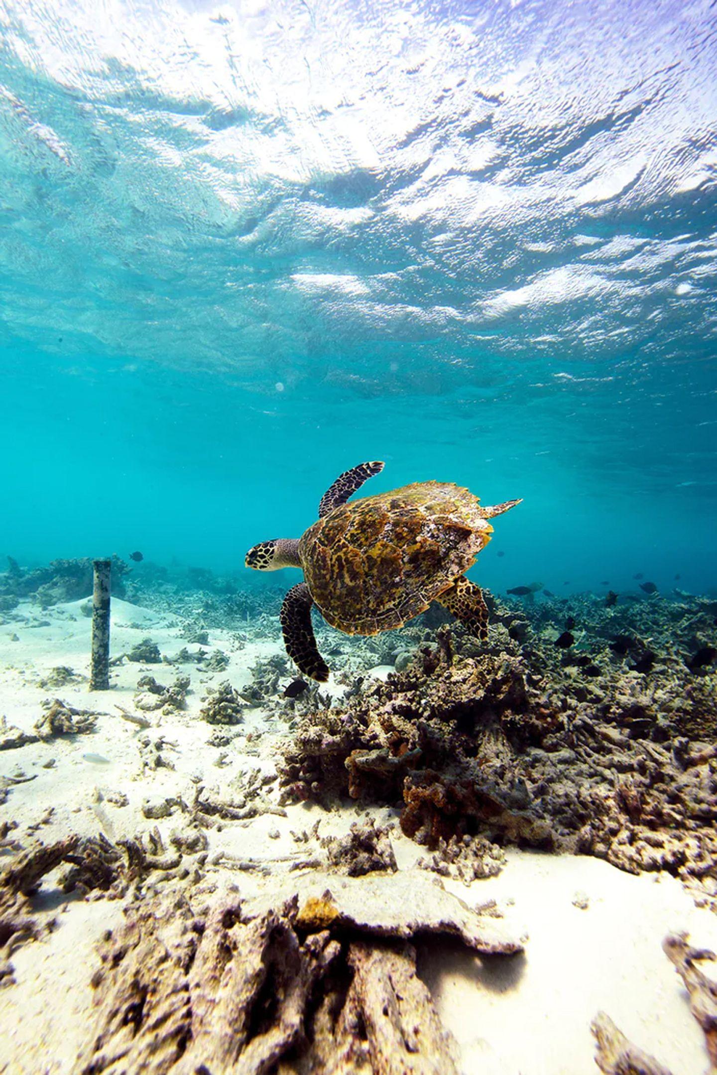 Great Snorkelling and Scuba Diving 