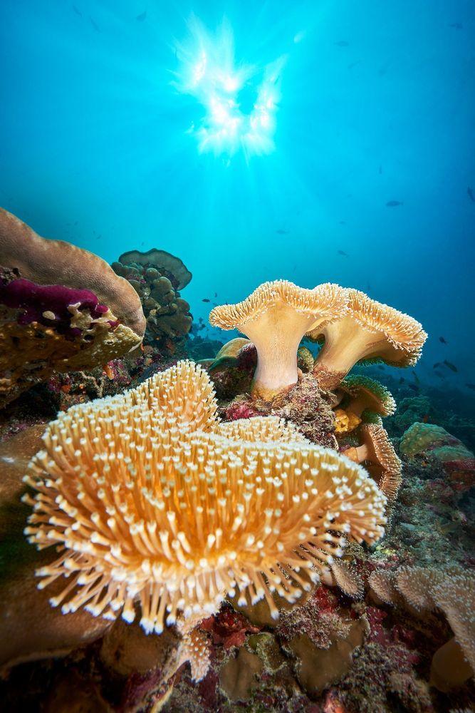 Scuba Diving