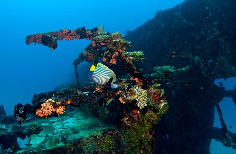 Scuba Diving