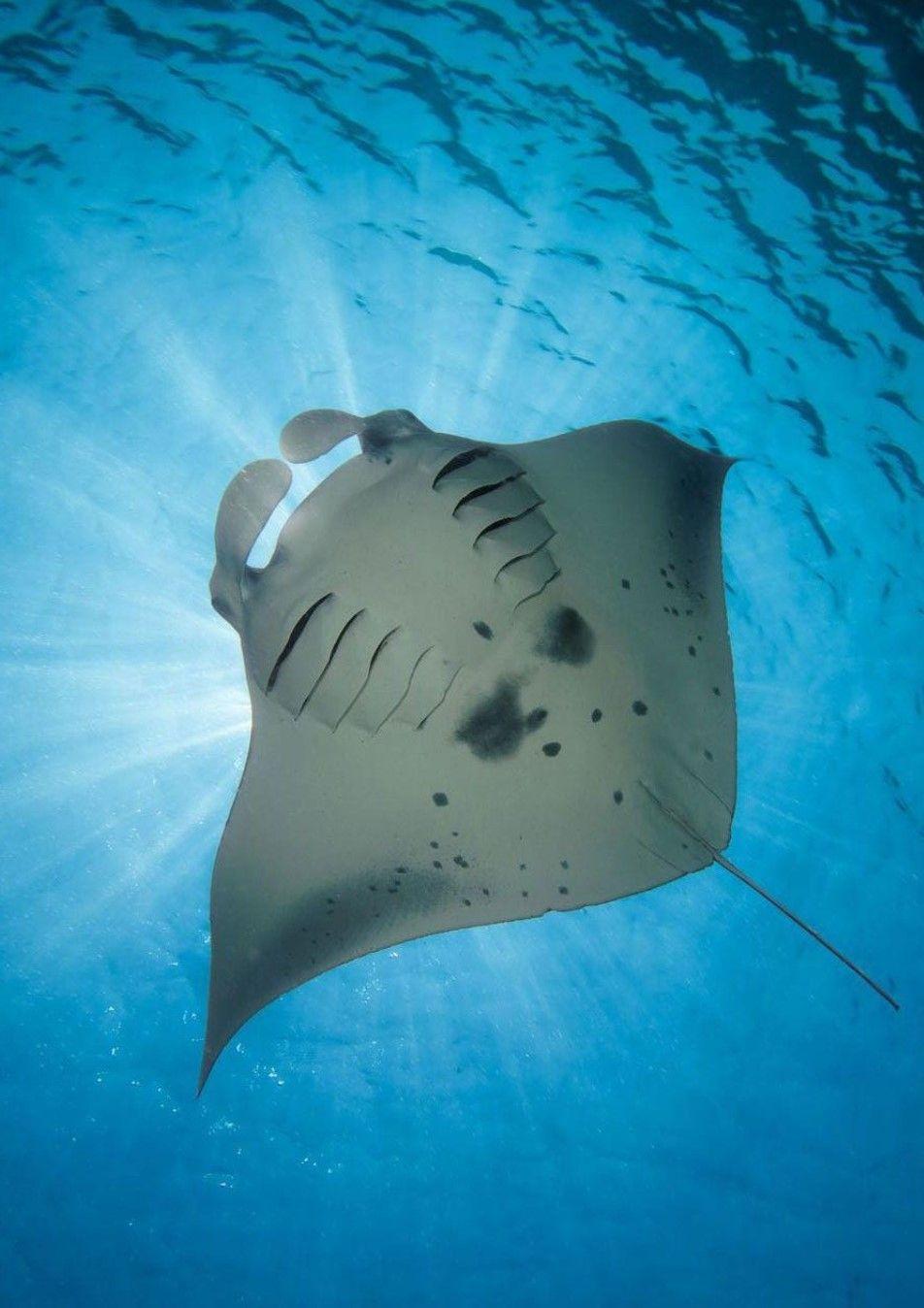 Good Snorkelling and Scuba Diving 