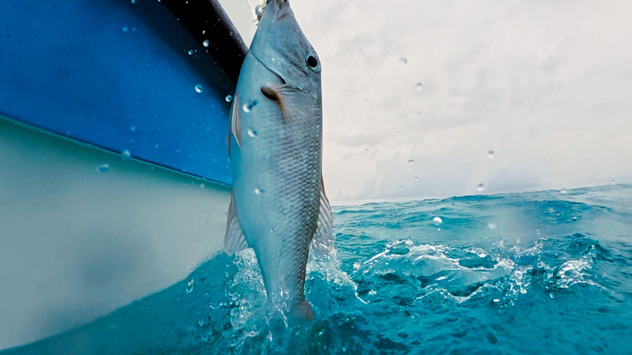 A fish getting caught with a small boat next to it