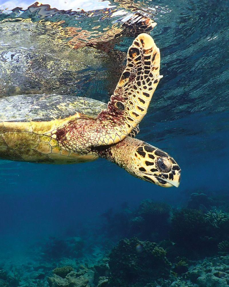 Marine Biology Station