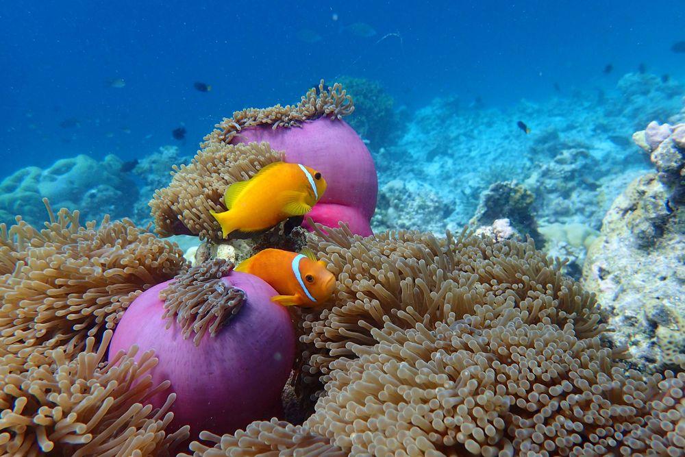 Scuba Diving