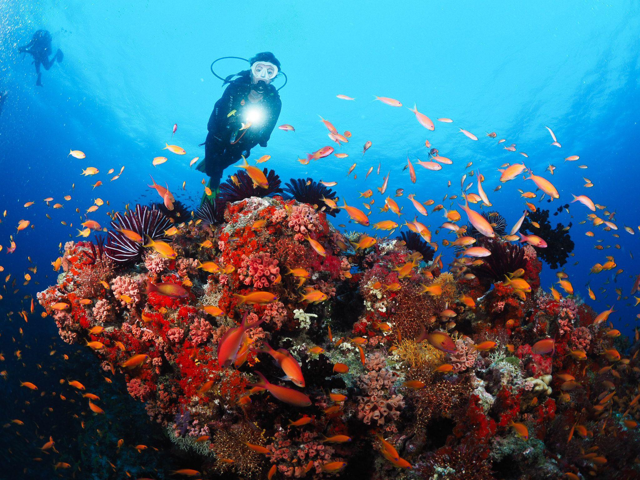 Adaaran Select Meedhupparu - Activities - Scuba Diving - House Reef.jpg