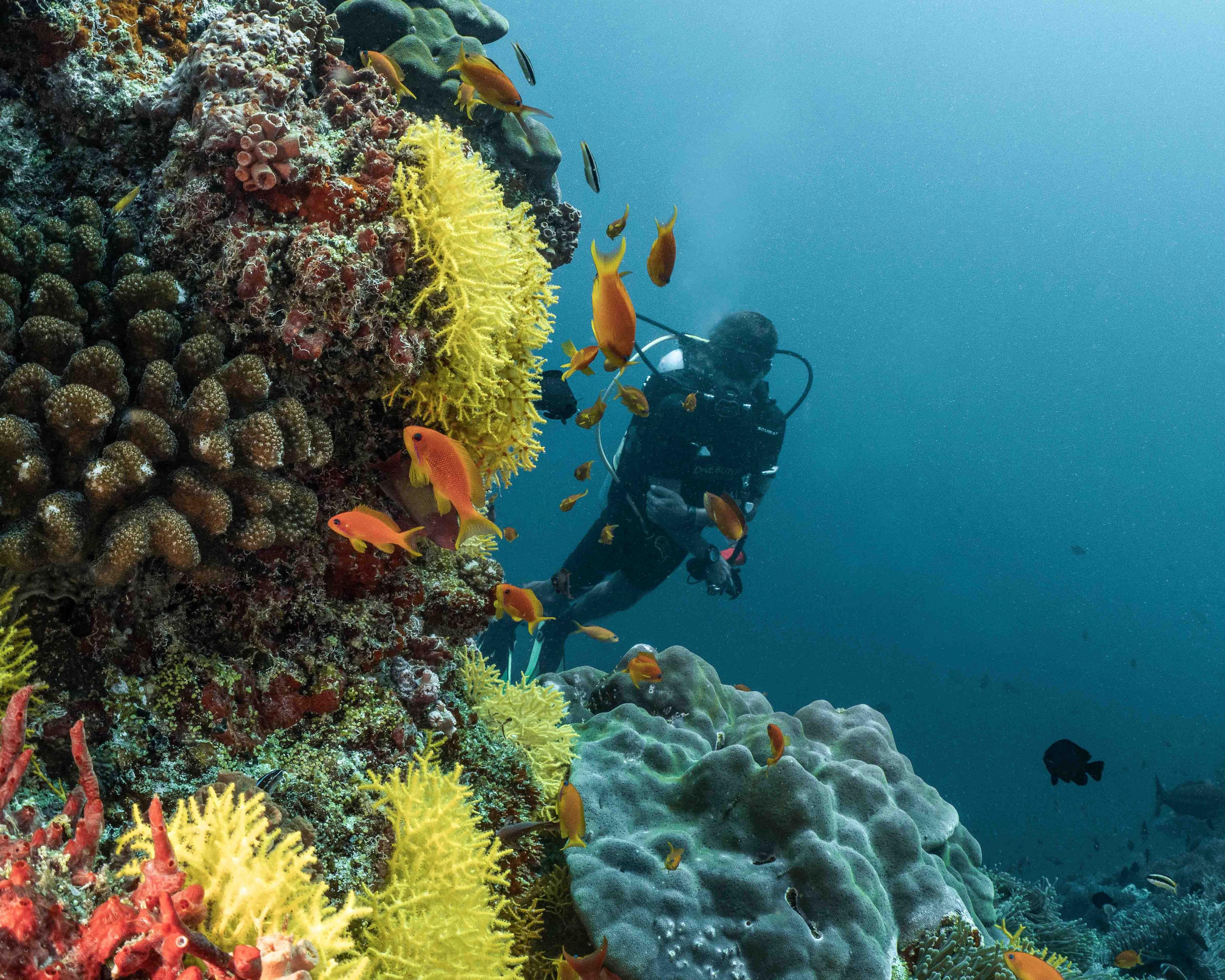 Finolhu a Seaside Collection Resort - Activities - Diving and Snorkelling - House Reef - Marine Life - Corals - Fish.jpg