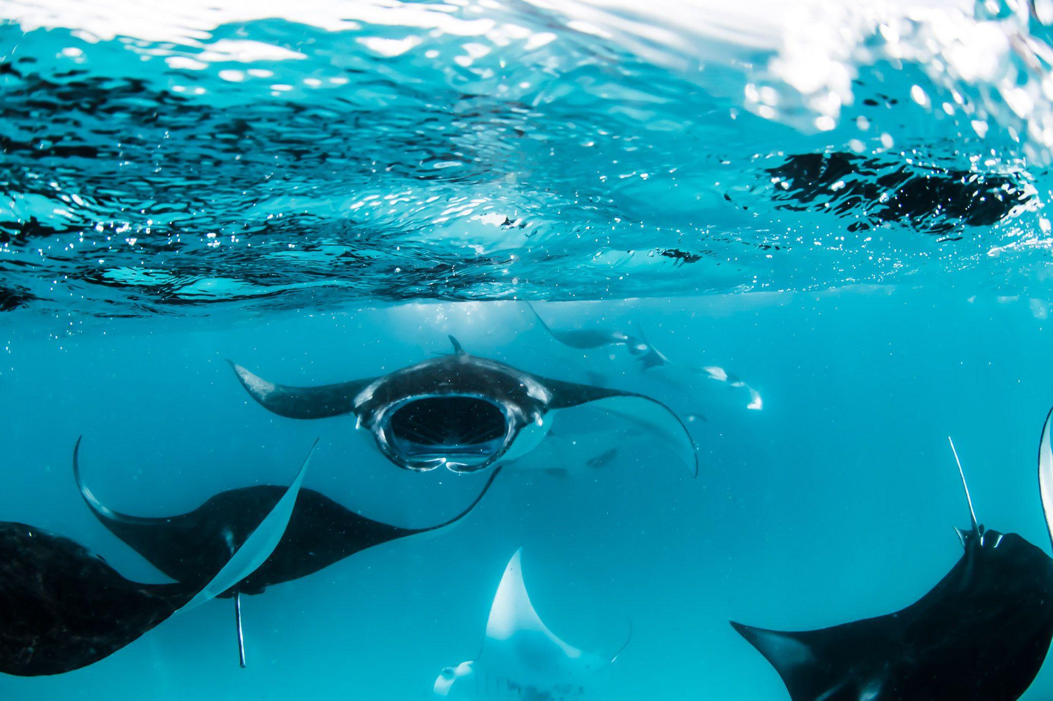 Four Seasons Resort Maldives at Landaa Giraavaru - Excursions - Activities - Manta Ray.jpg