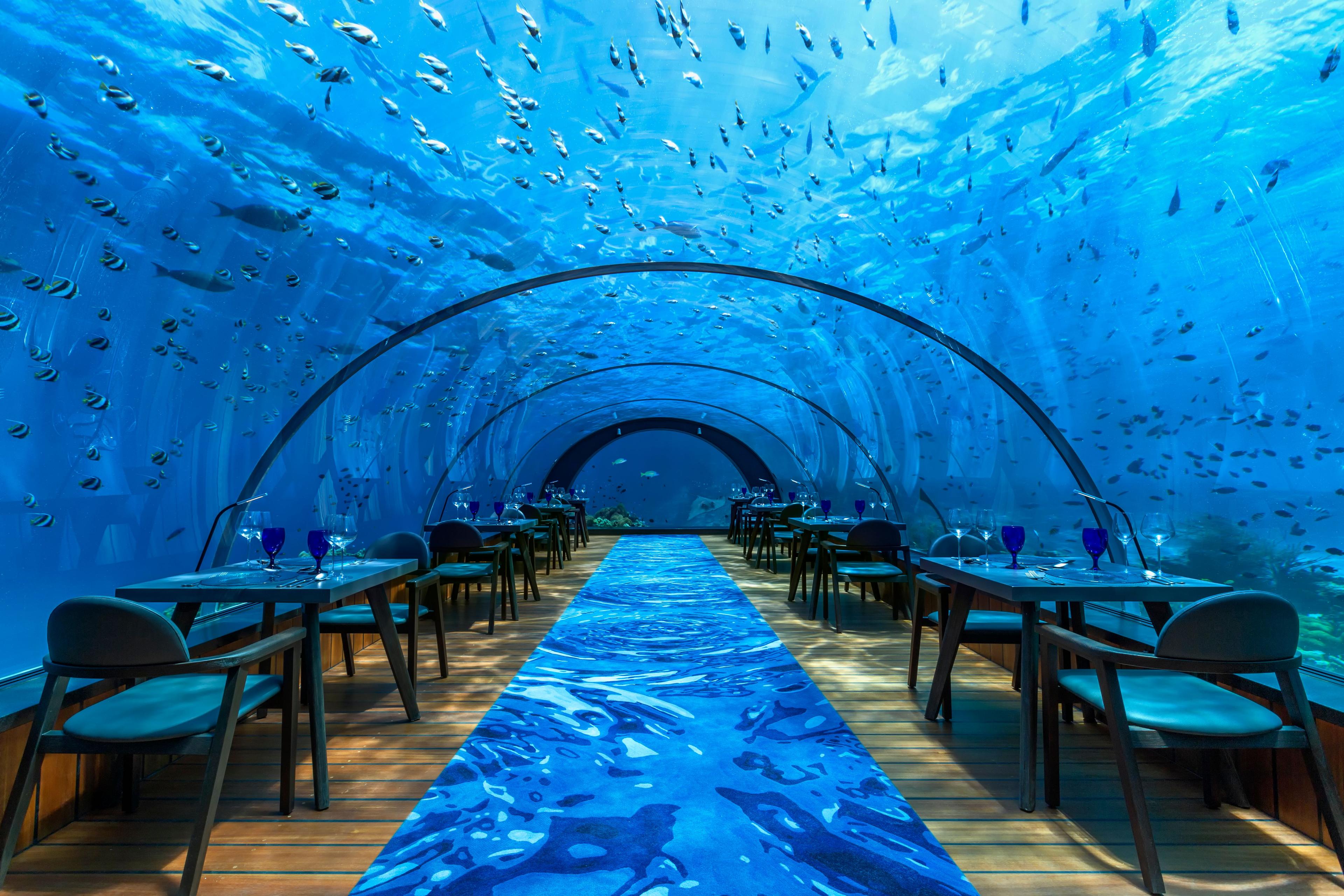 Hurawalhi-Maldives-Food-and-Drinks-Underwater-Dining-5.8-Undersea-Restaurant-1.jpeg