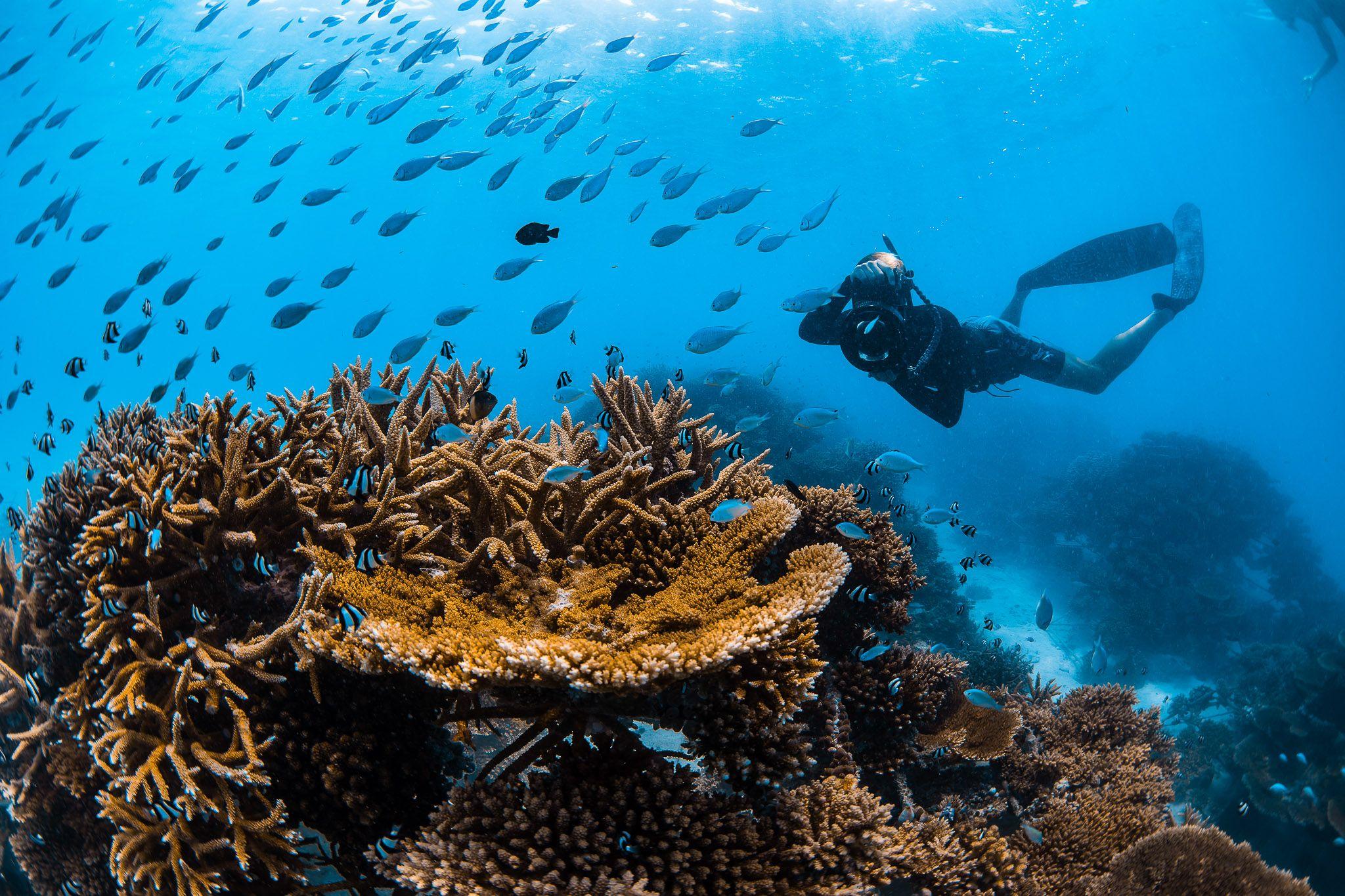 Sheraton Maldives Full Moon Resort & Spa - Activities - Watersports - Snorkelling - Corals.jpg