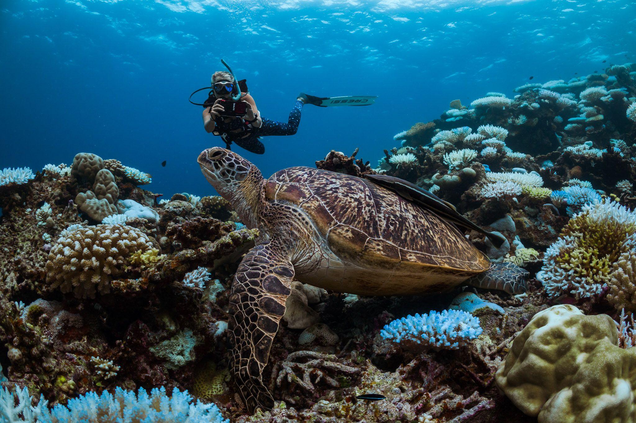 Six Senses Laamu - Acitivities - Watersports and Diving - Scuba Diving - Turtle Identification.jpg