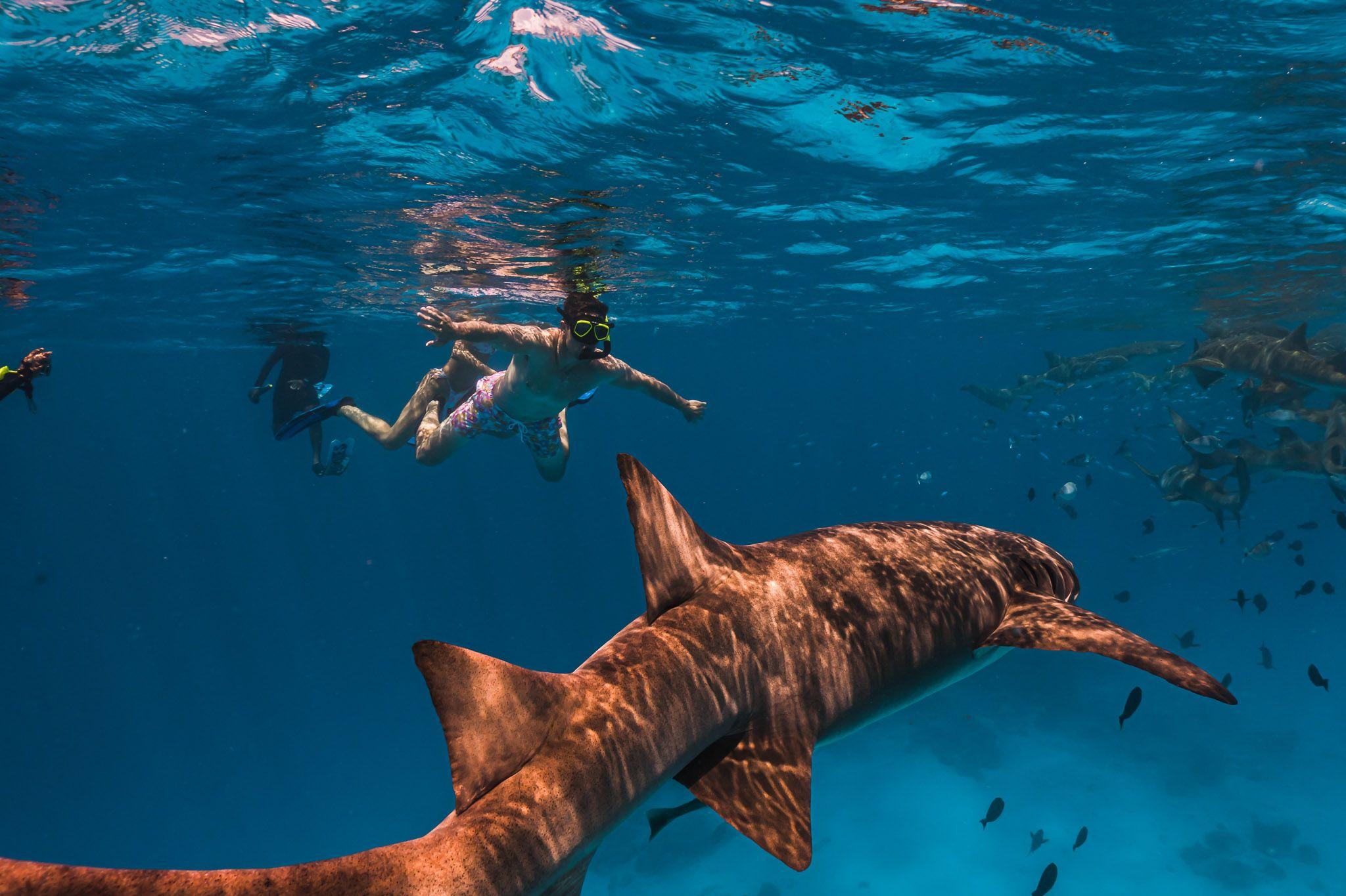 Sun Siyam Vilu Reef - Excursions - Snorkelling - Nurse Sharks.jpg