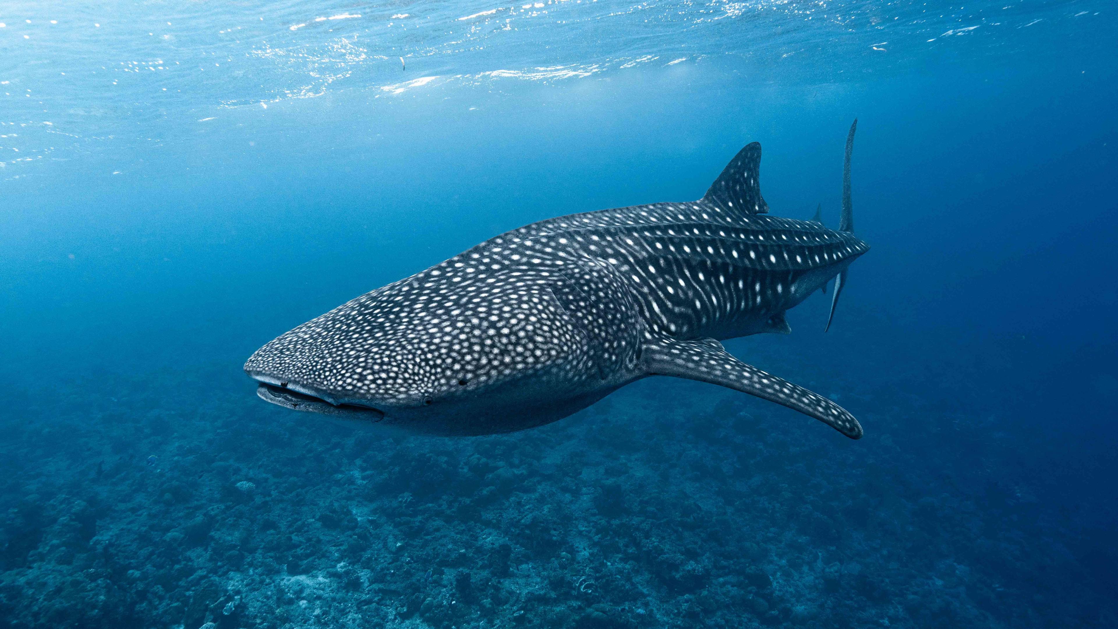 Villa Park Maldives Resort - Activities - Diving and Snorkelling - House Reef - Marine Life - Whale Shark.jpg